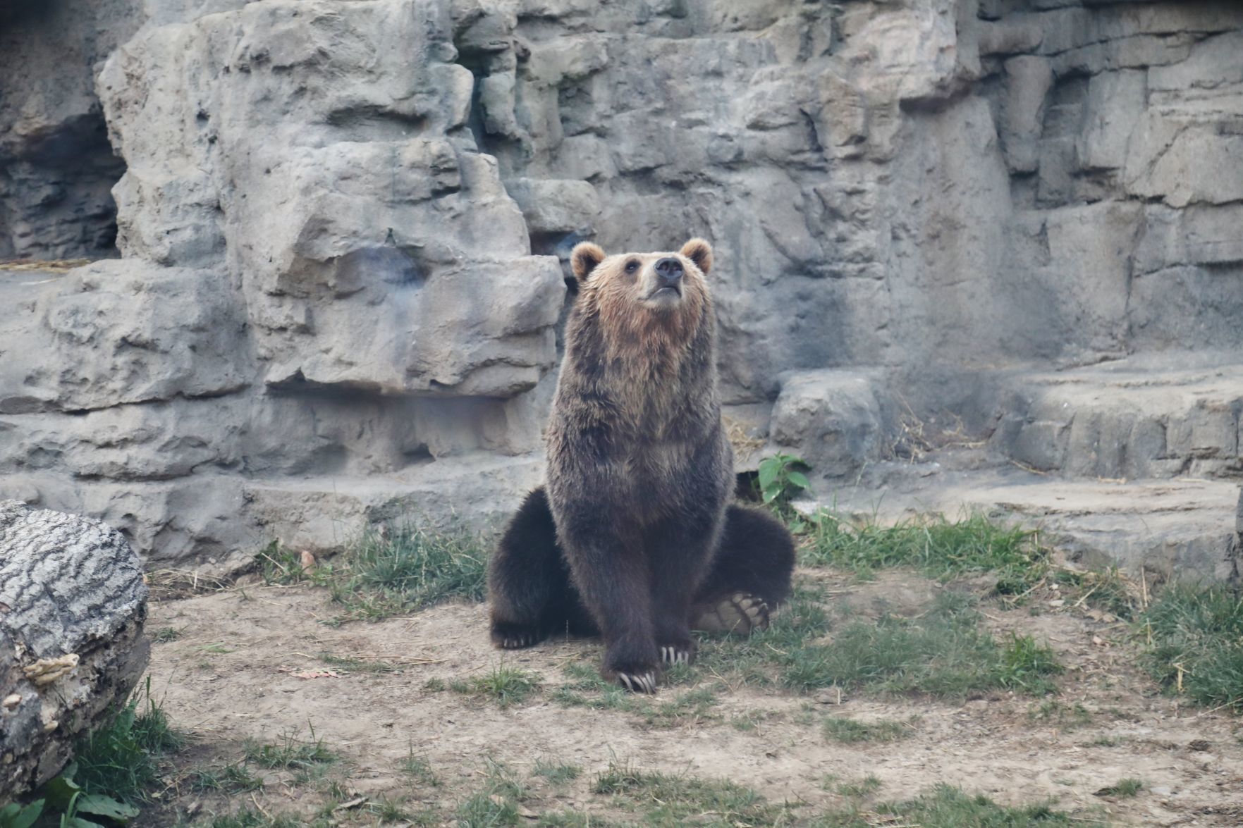 2018-Zoo-Ado-035.JPG
